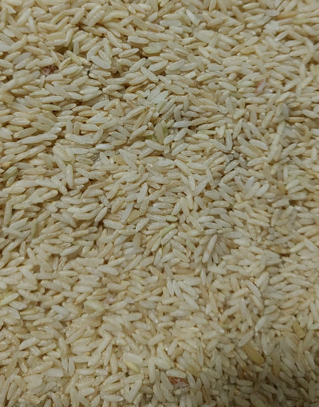 Mysore Mallige (Every Day Rice) 1 Mysore Mallige (Every Day Rice)