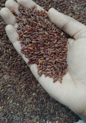 Poongar (Women Rice)